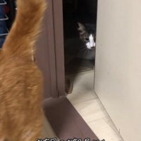 ドアの入口にいる猫