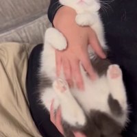 お腹を撫でられる猫