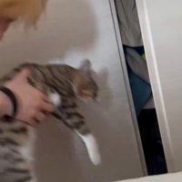 抱っこされる猫