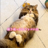 細目の猫
