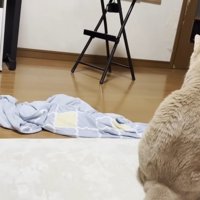 猫ちゃんの背中