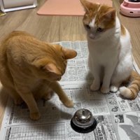 呼び出しベルを鳴らしている猫とそれを見ている猫