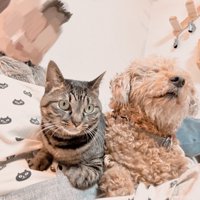 キジトラ猫とプードル犬が並んで座っている様子