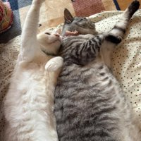 仰向けで寝る2匹の猫