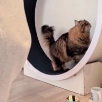 キャットホイールを使う猫