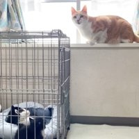 窓の前に座るむぎくん