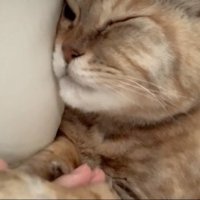気にしない猫