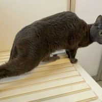 絶望する猫の写真