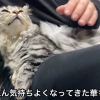 膝の上でドライヤーされる猫