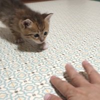 手を見ている子猫