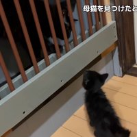 柵越しの成猫を見る子猫