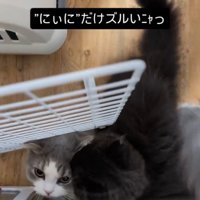 グレー白に乗る黒猫