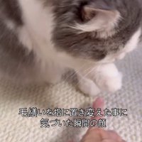 猫に指を近づける飼い主