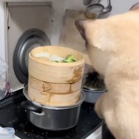 身を乗り出す猫