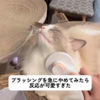 目を瞑る猫
