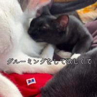 キジ白猫のそばに寝転がる黒猫