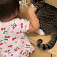 目を細める猫