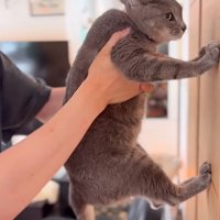 壁に足をつける猫