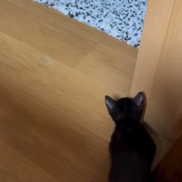 柱に隠れる子猫
