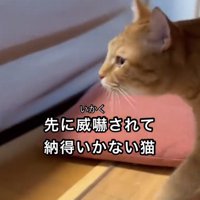 歩く猫