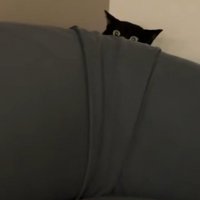 ソファーの後ろに隠れて見ている黒猫