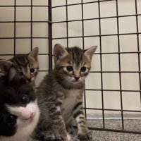 耳をかくハチワレ猫
