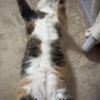 仰向けで寝るマンチカン