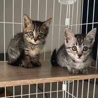 ケージの中で横並びになっている2匹の子猫