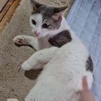 猫と戯れる