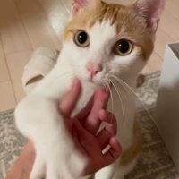 飼い主の手に前足を乗せる猫