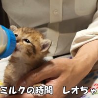 ミルクをのんでいる子猫