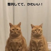 整列する猫