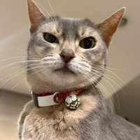 見下ろしている猫