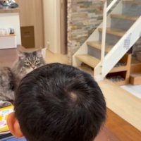 男の子とテーブルの上の猫