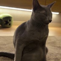 座りながら眠る猫