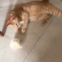パンを追いかける猫