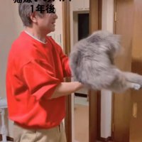 猫を抱き上げる