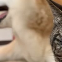 横を振り向く柴犬