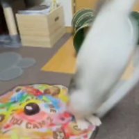 ジャンプする猫