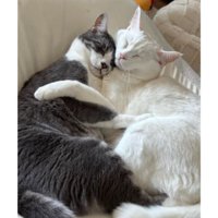 室内にいる猫