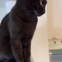 目をそらす黒猫