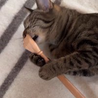 横になって孫の手を持っている猫
