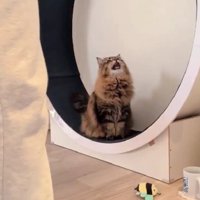 キャットホイールに座っている猫