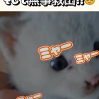 屋根裏から救い出された子猫