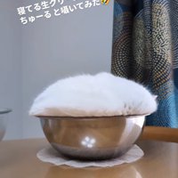 ボウルの中の白い塊