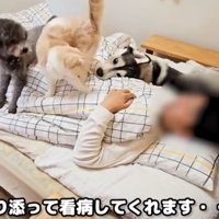 ベッドに寝ている飼い主とそばにいる犬猫たち