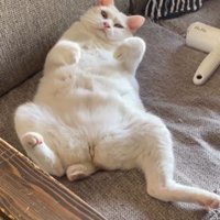 仰向けで寝ている猫