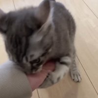 手でじゃれる子猫