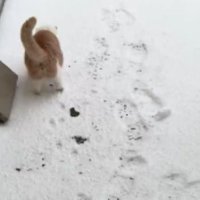 雪の上を歩く猫