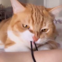 飼い主の腕についていた髪ゴムを引っ張る猫